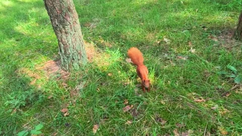 Curious squirrel approaching camera across grassy park Stock Footage 318409123