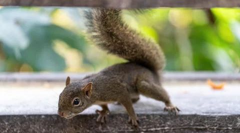 Curious Squirrel Approaching Camera for Tourist-Fed Food Foto stock