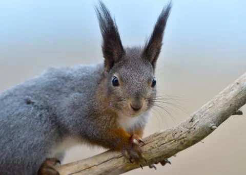  curious squirrel on a branch Stock Photos
