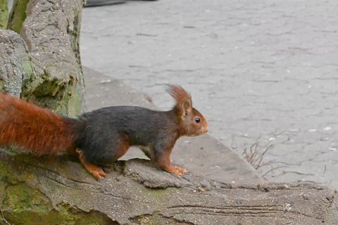 Curious squirrel in a city park in a natural environment Stock Photos