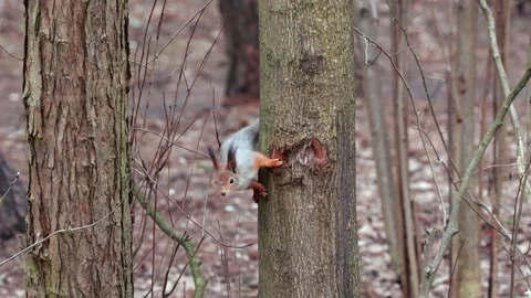 A Curious Squirrel Climbing and Observing Its Surroundings on a Tree in a Peacef Stock Footage 315519391