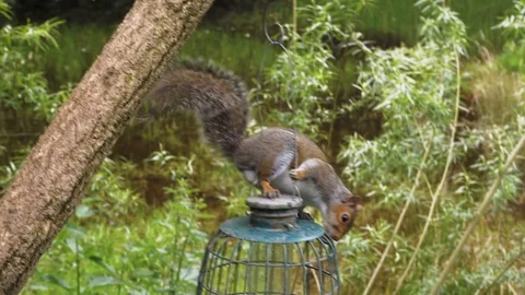 Curious squirrel  climbing on the bird feeder Stock Footage 75927796