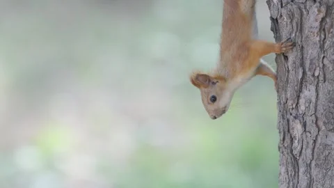 Curious Squirrel Climbing Down a Tree Trunk | HLG Video stock 311898093