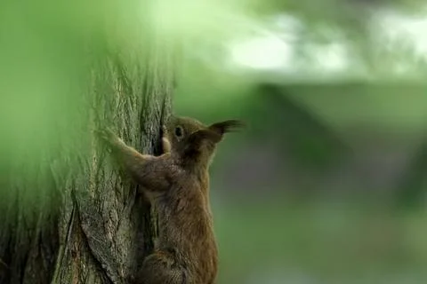 Curious squirrel climbing a tree in a lush forest setting Foto stock