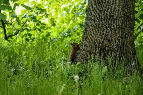 A curious squirrel climbs a textured tree trunk surrounded by lush green gr.. Stock Photos