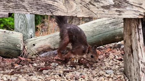 A Curious Squirrel Delightfully Exploring the Area Underneath a Wooden Stock Photos