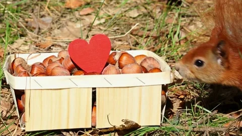 Curious squirrel discovering nuts in decorative heart-themed gift box Видео 314267677