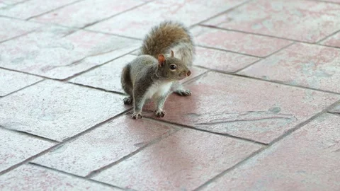Curious squirrel on driveway tiles. Two hand held clips. Stock Footage 280363114