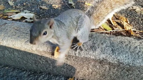 Curious squirrel eat a peanut and run away 스톡 동영상 82712608