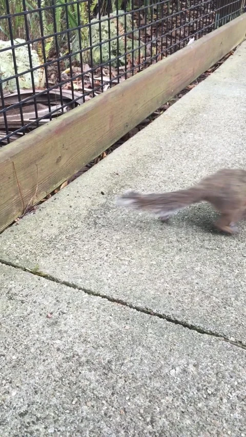 Curious squirrel encounter on boardwalk in Florida Stock Footage 165065691