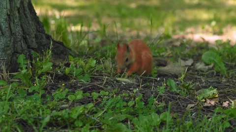 A curious squirrel engages in foraging activities in a park. It sits on the 動画素材 312269739