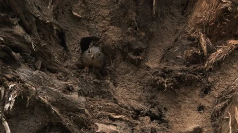 Curious Squirrel Enters And Exits Home Stock Footage 114080800