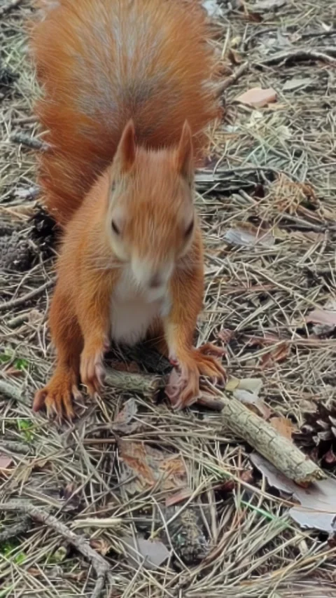 Curious squirrel examining forest nut while looking directly at camera Stock Footage 314267133