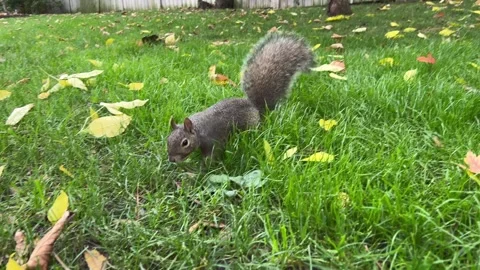 A curious squirrel explores grass and fallen leaves in a park as autumn colors Stock Footage 319136120