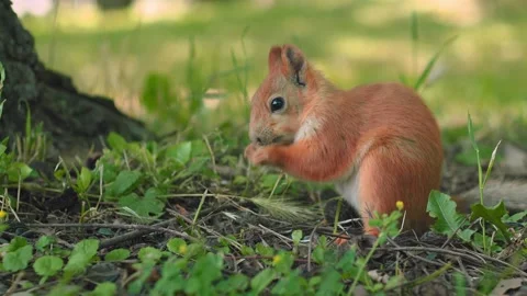 A curious squirrel explores the ground, searching for food. Surrounded by Stockbeeldmateriaal 312271657