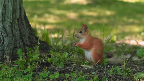 A curious squirrel exploring the grass by a tree, searching for nuts and seeds Vídeos de archivo 312268927