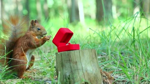 Curious squirrel exploring red jewelry box in forest Video stock 319014534