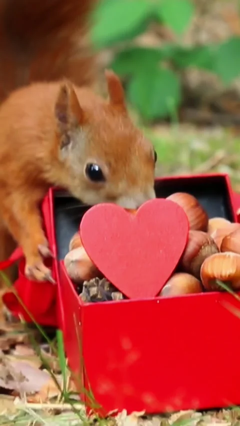 Curious squirrel exploring red Valentine gift box filled with nuts Stock Footage 314268082