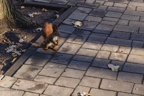 Curious squirrel exploring a sunlit pathway in the autumn park setting Stock Photos