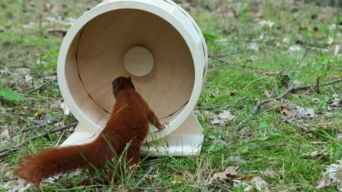 Curious squirrel exploring wooden exercise wheel in wild nature setting Stock Footage 314265411