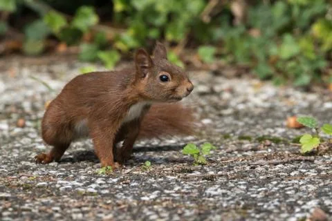 Curious squirrel on exposed aggregate concrete slabs in the garden Stock Photos