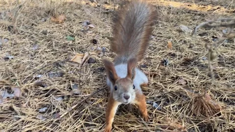 Curious squirrel with a fluffy tail jumps through the forest. Stock Footage 253021145