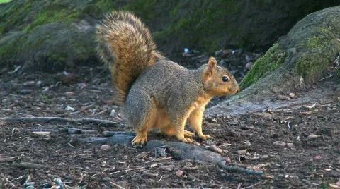 Curious Squirrel Stock Footage 620671