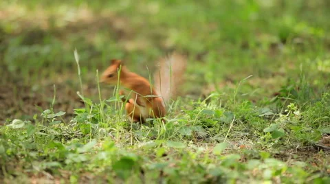 Curious squirrel Stock Footage 5932456