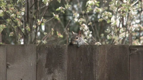 Curious Squirrel Stock Footage 61036666