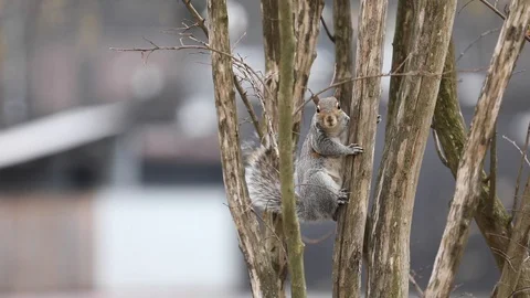 A curious squirrel Stock Footage 128093206