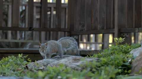 Curious squirrel Stock Footage 128448810