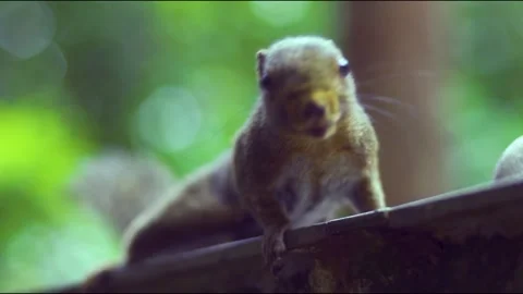 Curious Squirrel Stock Footage 158413478