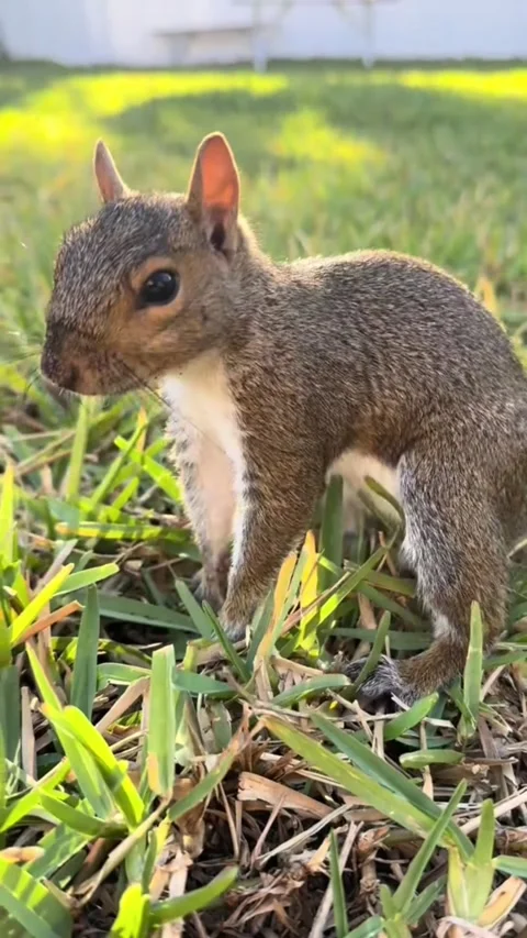 Curious Squirrel Foraging and Sniffing Around in the Grass Video stock 343117526