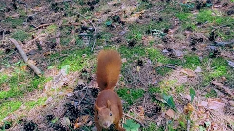 Curious squirrel foraging on forest ground Stock Footage 316538125