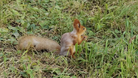 Curious squirrel happily munching on a nut in a sunny meadow Stock Footage 285170758
