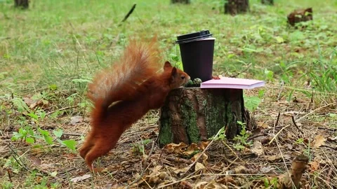 Curious squirrel investigating black cup and notebook on tree stump Video stock 314058523