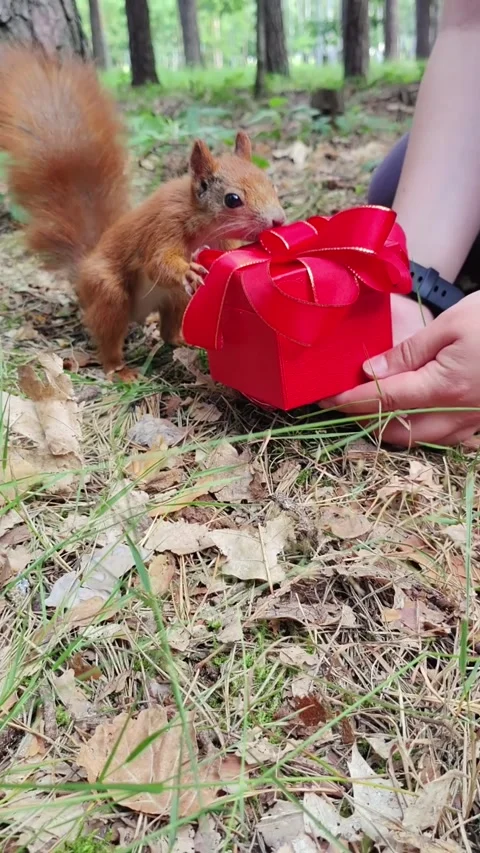 Curious squirrel investigating red gift box filled with rodent food outdoors Vidéo 314137635