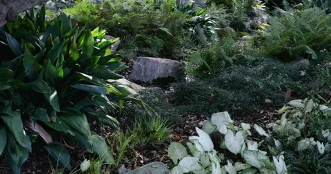 Curious squirrel looking around in a garden full of plants Stock Footage 98218946