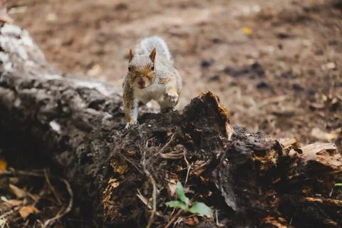 Curious squirrel Looking into camera 写真素材