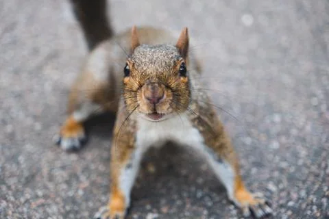 Curious squirrel Looking into camera 写真素材