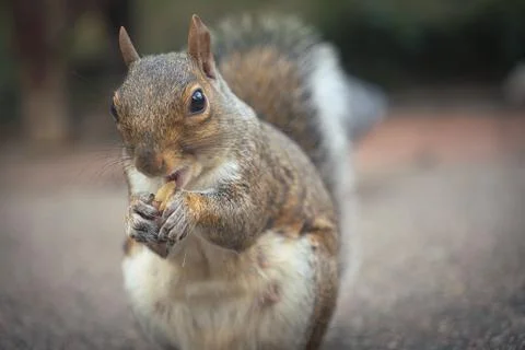 Curious squirrel Looking into camera 写真素材