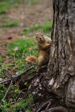 A curious squirrel looking at the photo from a tree trunk in the forest. Stock Photos