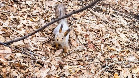 A curious squirrel looks straight into the camera in the autumn forest Stock Photos