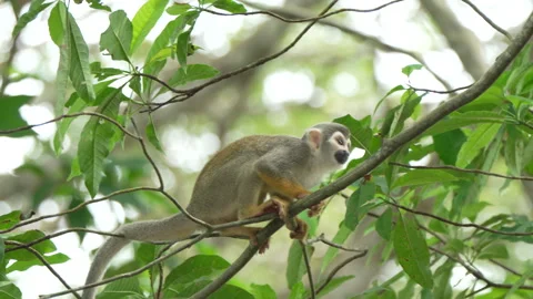 Curious Squirrel Monkey Balancing on Tree Branches Stock Footage 334137972