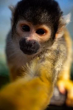 Curious Squirrel Monkey Close Up Stock Photos