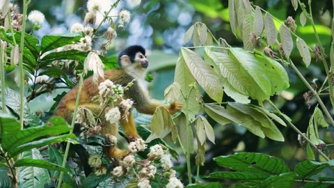 Curious squirrel monkey eating flowers in costa rica jungle Stock Footage 322080045