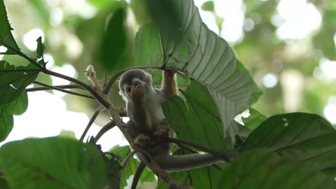 Curious Squirrel Monkey Exploring Among Large Green Leaves Stock Footage 334328410