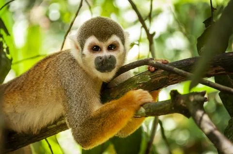 Curious Squirrel Monkey Looking at Camera in Ecuadorian Jungle Foto stock