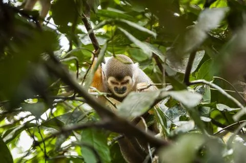 Curious Squirrel Monkey Peeking Through Green Foliage in the Amazon Jungle Stock Photos