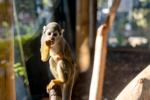 Curious Squirrel Monkey Stock Photos